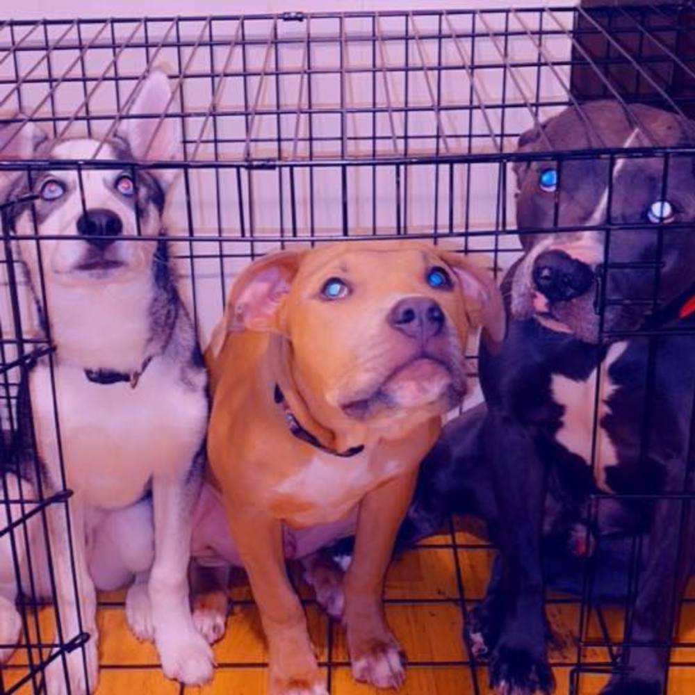 Meet your Posher, Josh